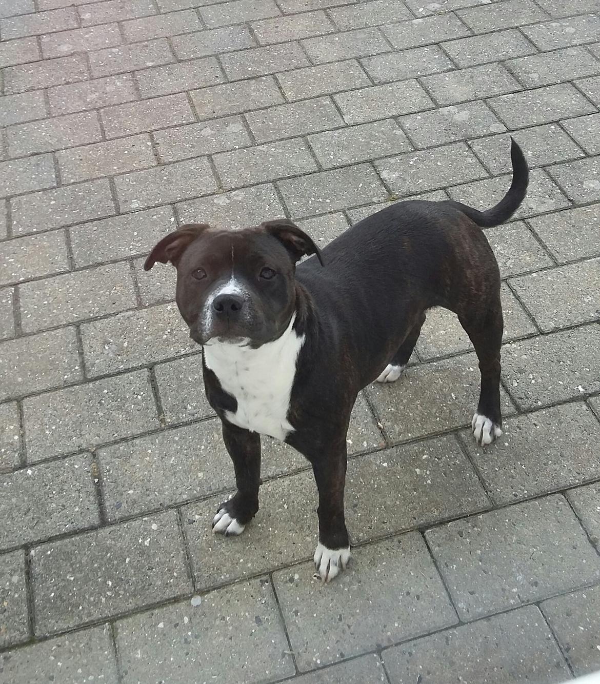 Staffordshire bull terrier Nova billede 8