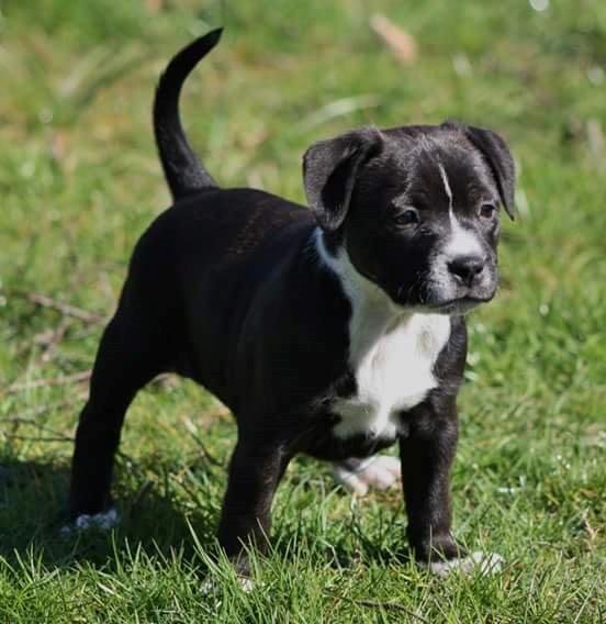 Staffordshire bull terrier Nova billede 2