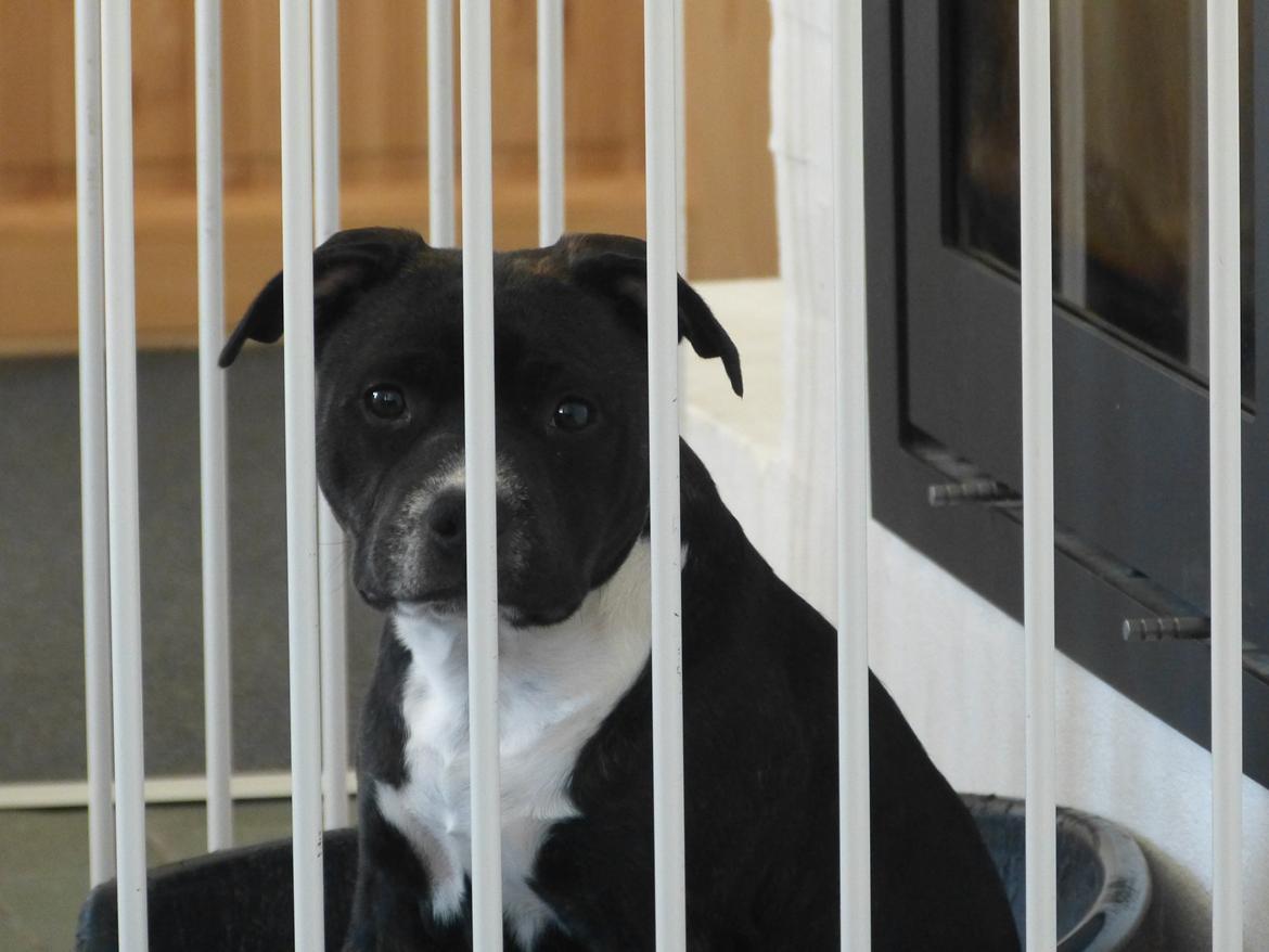 Staffordshire bull terrier Nova billede 5