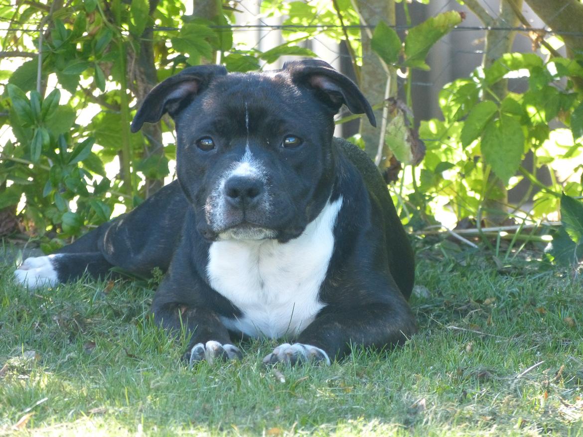Staffordshire bull terrier Nova billede 6