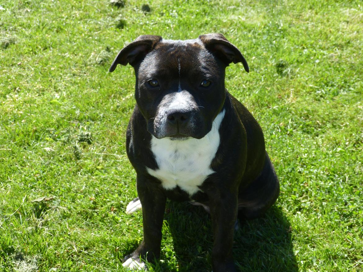 Staffordshire bull terrier Nova billede 7