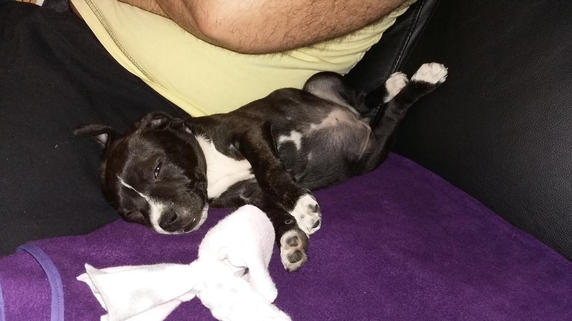 Staffordshire bull terrier Nova billede 3
