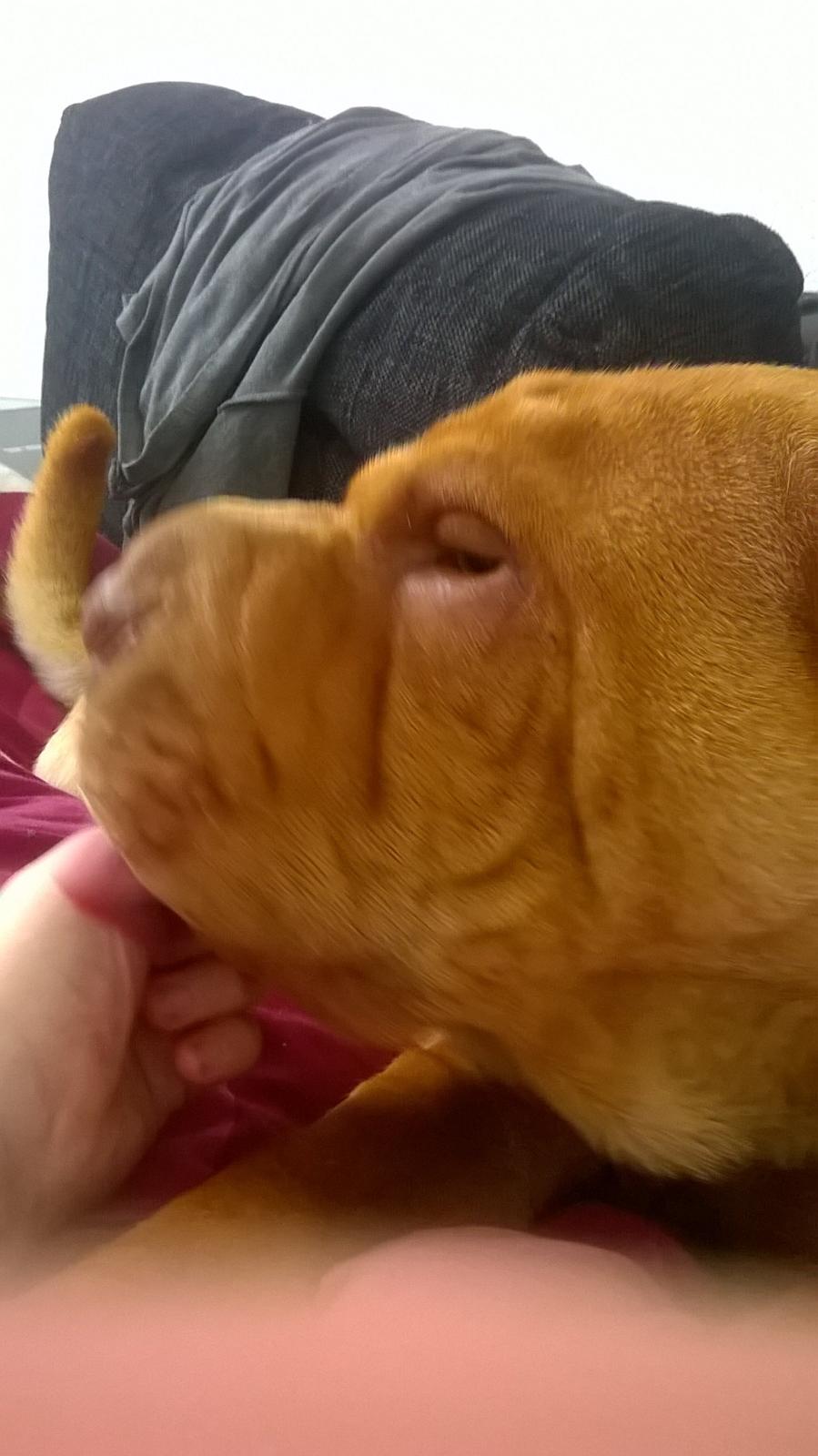 Shar pei Frida billede 5