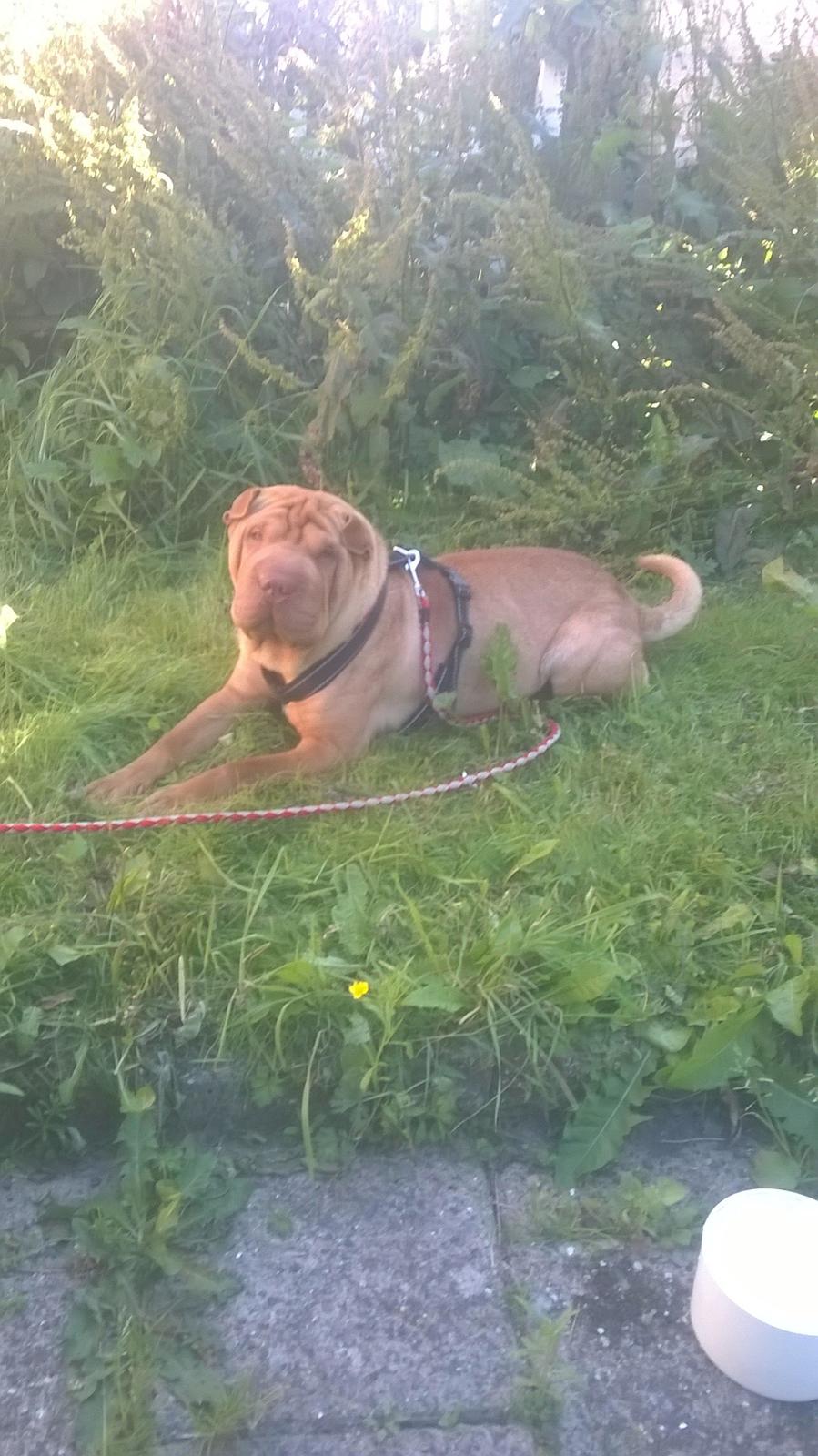 Shar pei Frida - Møffe i haven <3 billede 12