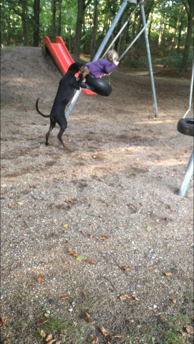 Dobermann Marco - jeg bliver en god barnepige en dag ;-) billede 17