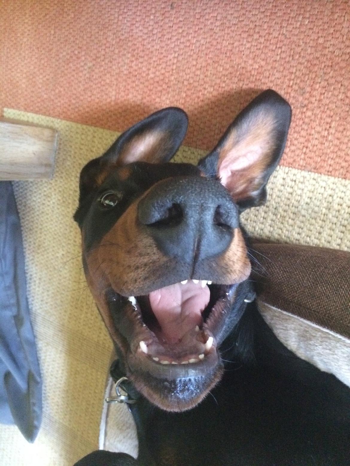 Dobermann Marco - se mine nye fortænder ;-)) billede 16