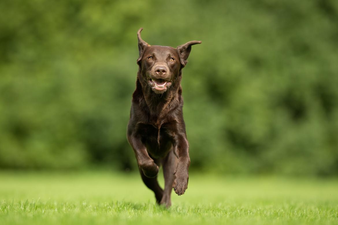 Labrador retriever Fella AKA Floppen billede 8