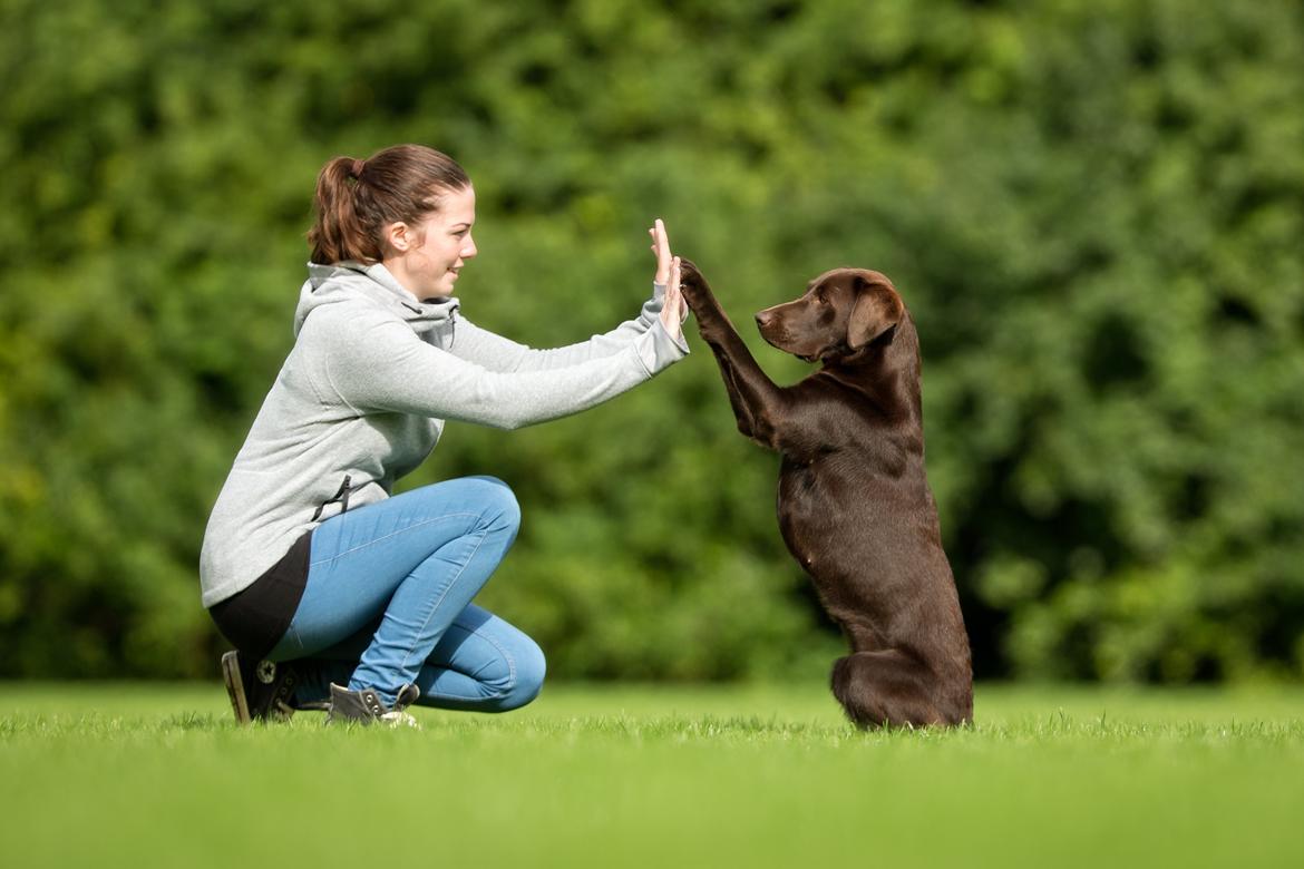 Labrador retriever Fella AKA Floppen billede 13