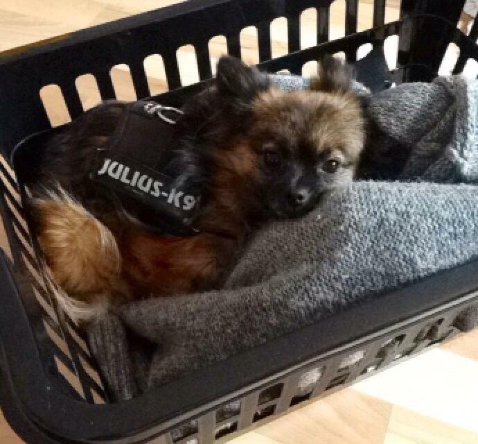 Blanding af racer Flossie billede 25