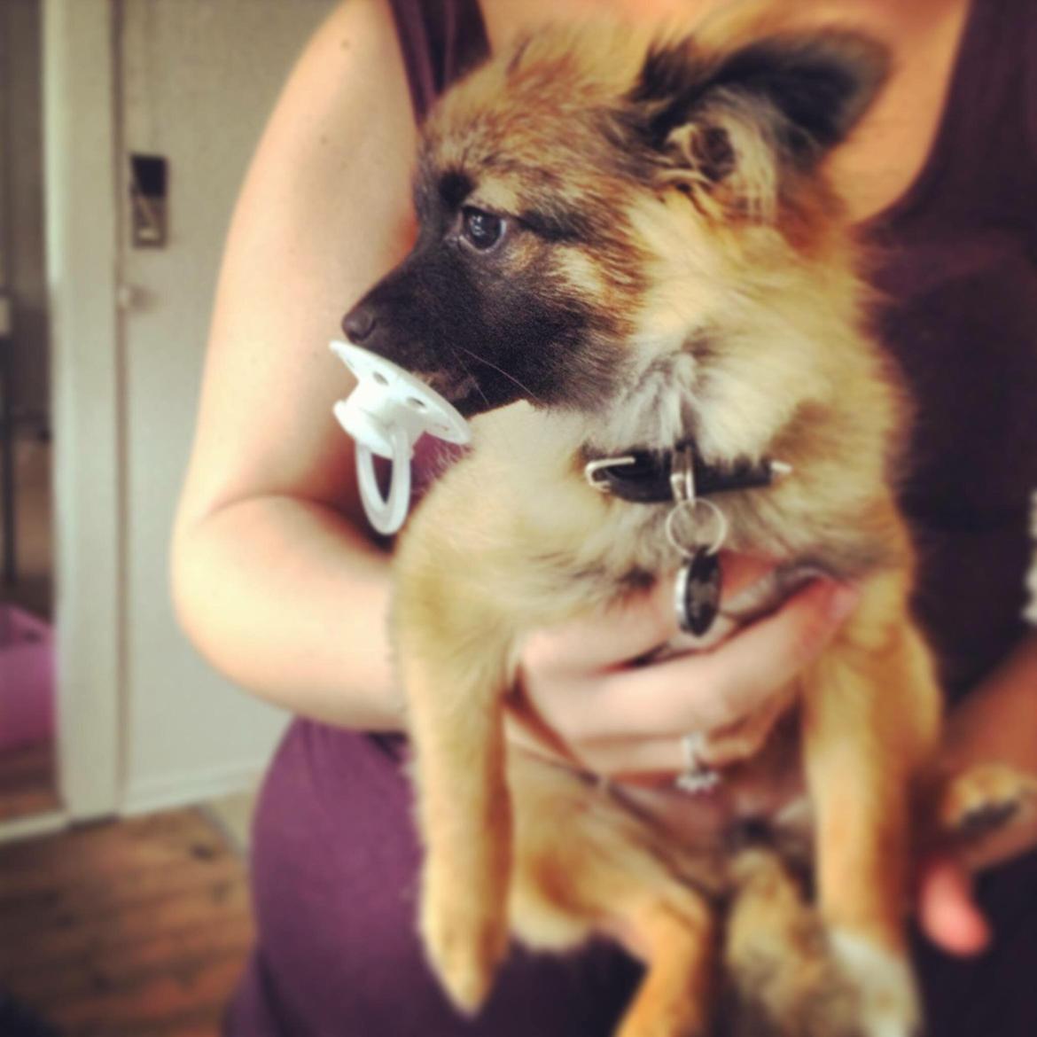 Blanding af racer Flossie billede 35