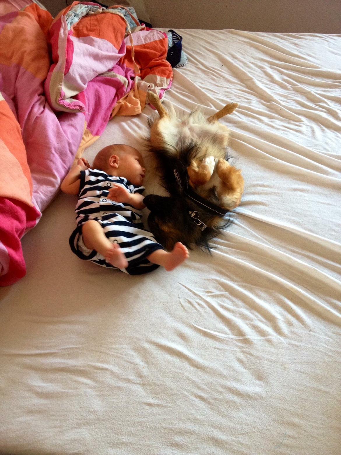 Blanding af racer Flossie billede 36