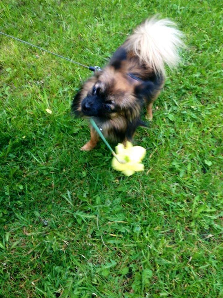 Blanding af racer Flossie billede 37