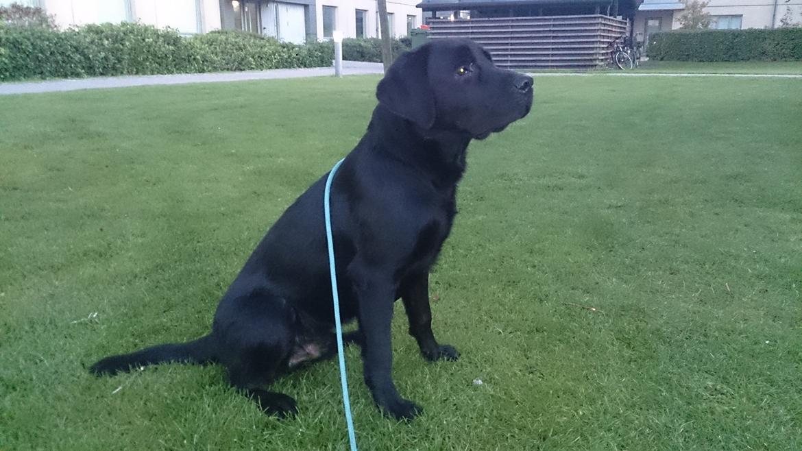 Labrador retriever Lab Kenholm Saint Louis blues (Kaldet Mickey) billede 4