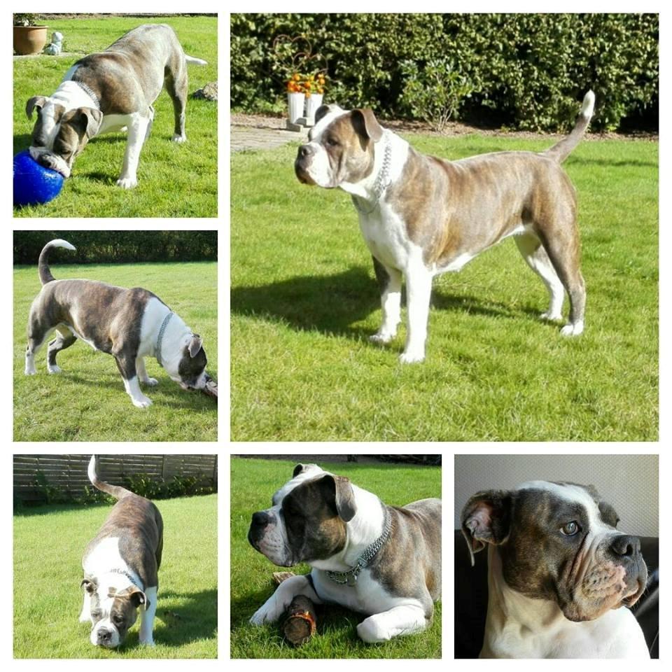 Olde english bulldogge DiamondBulls Anastasia aka "Åse" - 10 mdr billede 42