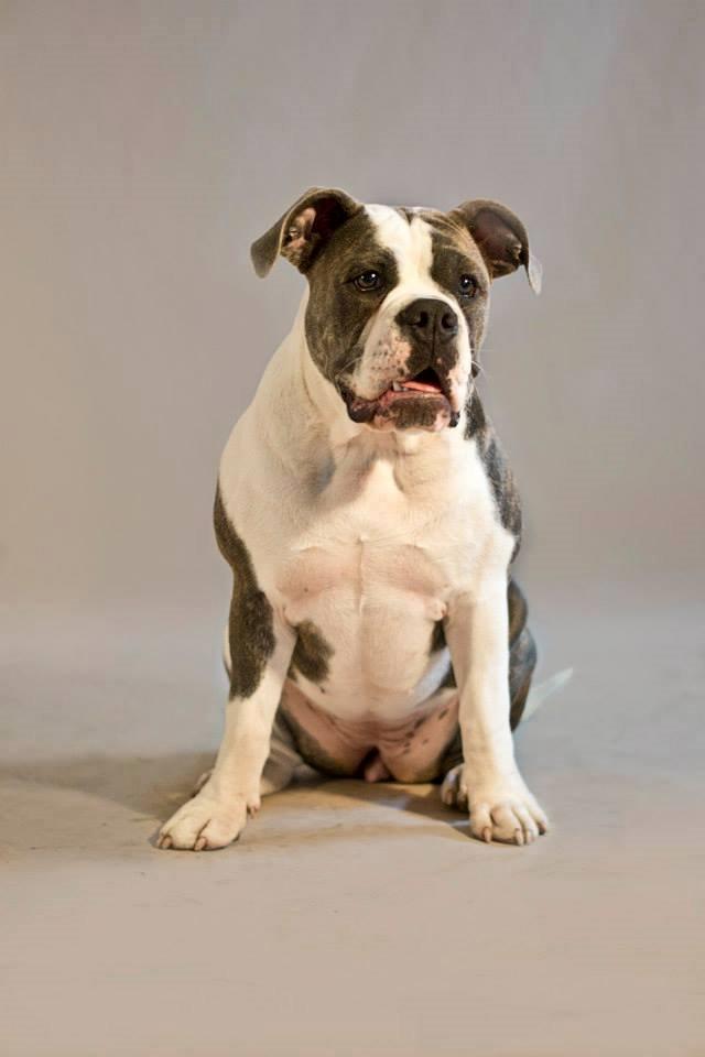 Olde english bulldogge DiamondBulls Anastasia aka "Åse" - 6 mdr billede 44