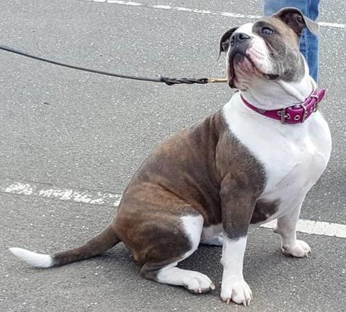 Olde english bulldogge DiamondBulls Anastasia aka "Åse" - 10 mdr billede 43