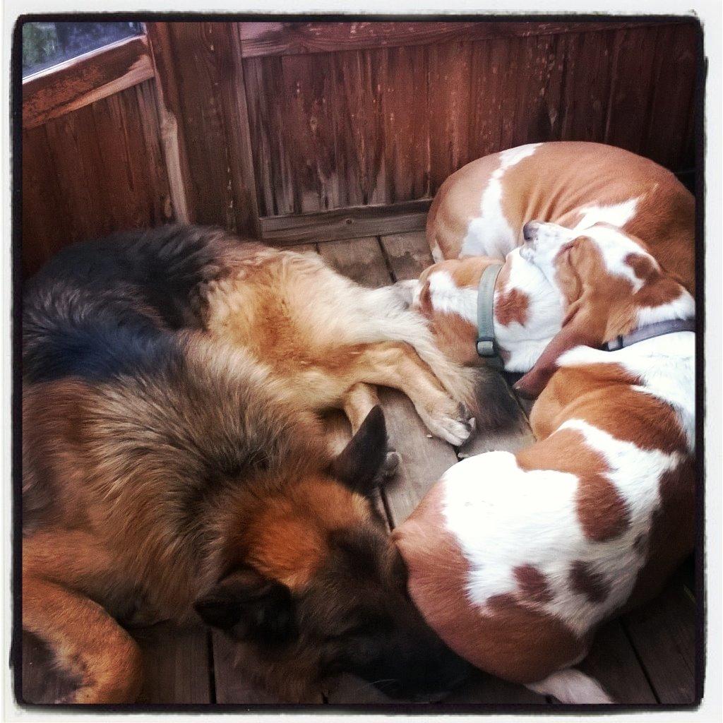 Schæferhund Rapi Nando billede 21