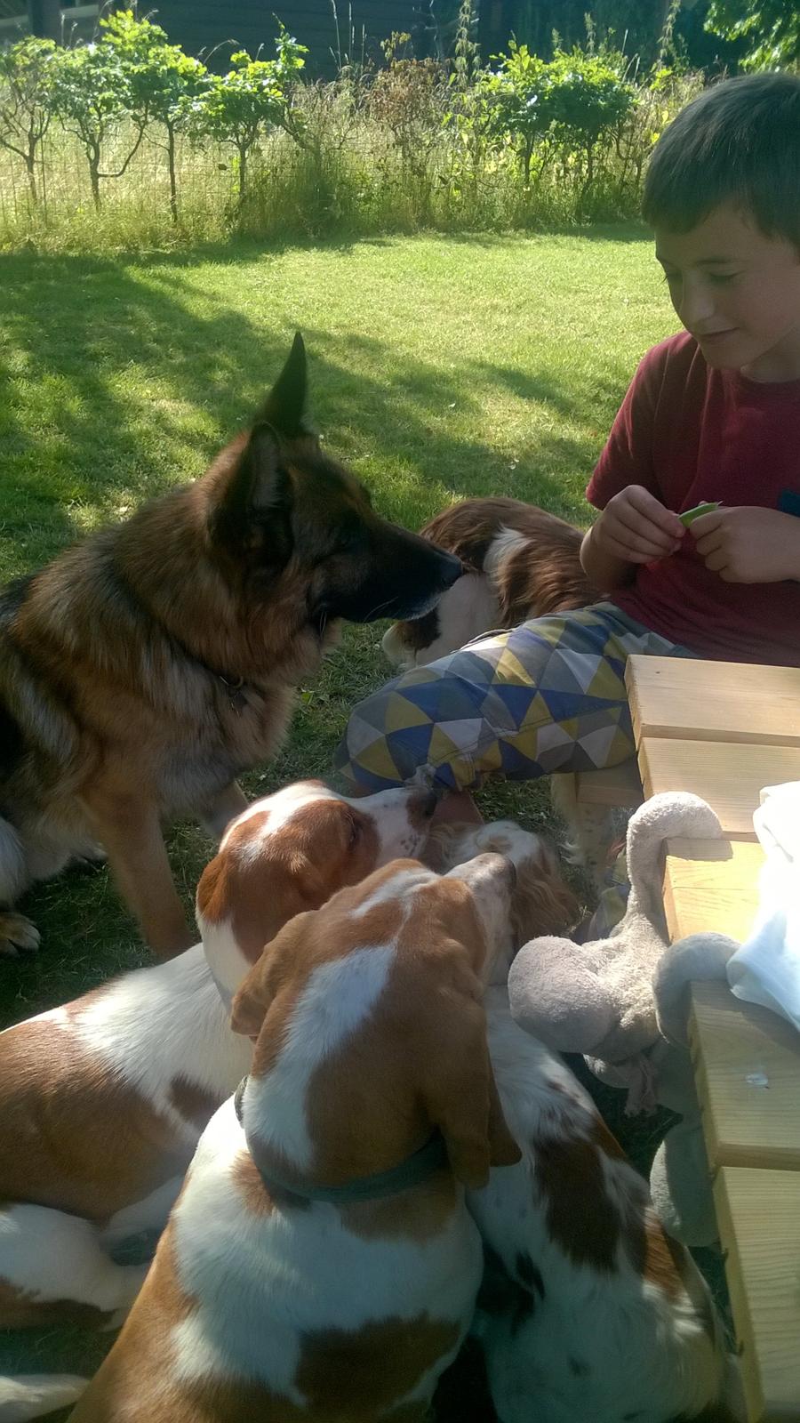 Schæferhund Rapi Nando billede 22