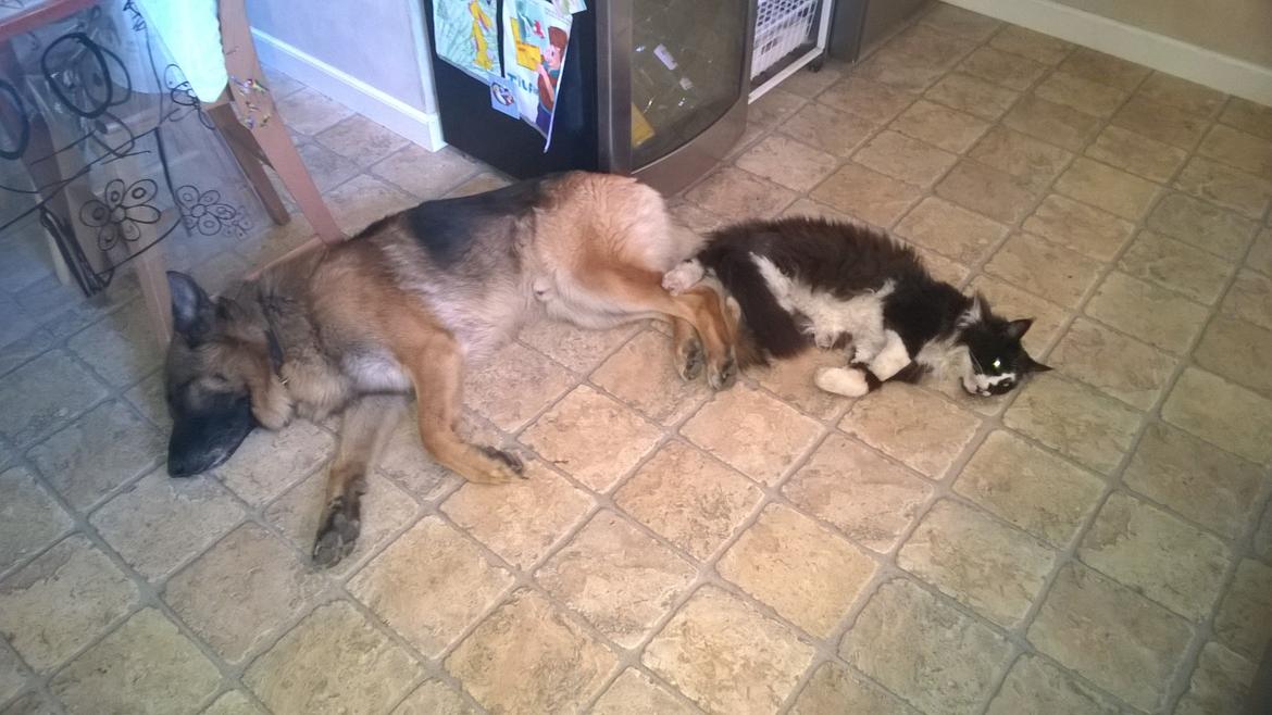 Schæferhund Rapi Nando billede 23