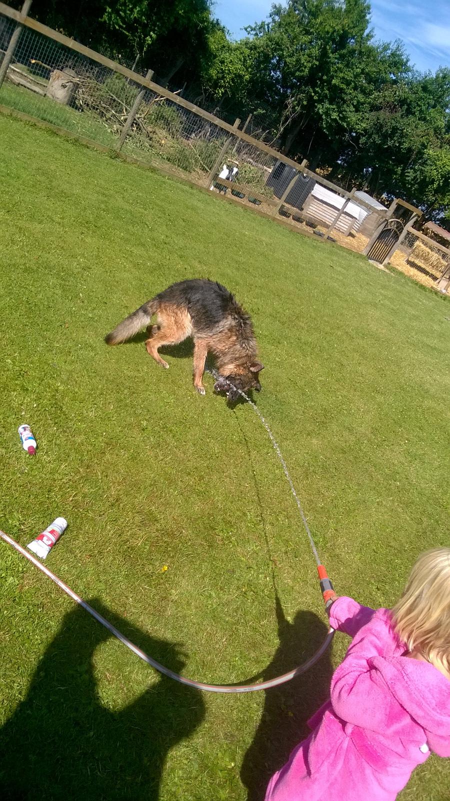 Schæferhund Rapi Nando billede 24