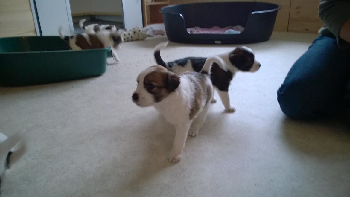 Kromfohrländer Ashia von der Kapuzineraue billede 1