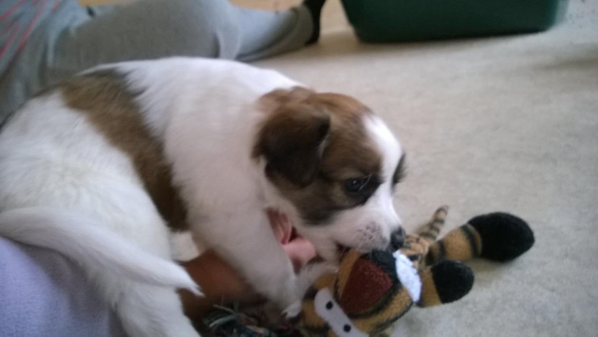 Kromfohrländer Ashia von der Kapuzineraue billede 3