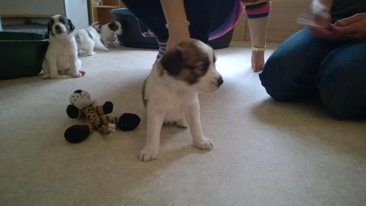 Kromfohrländer Ashia von der Kapuzineraue billede 2