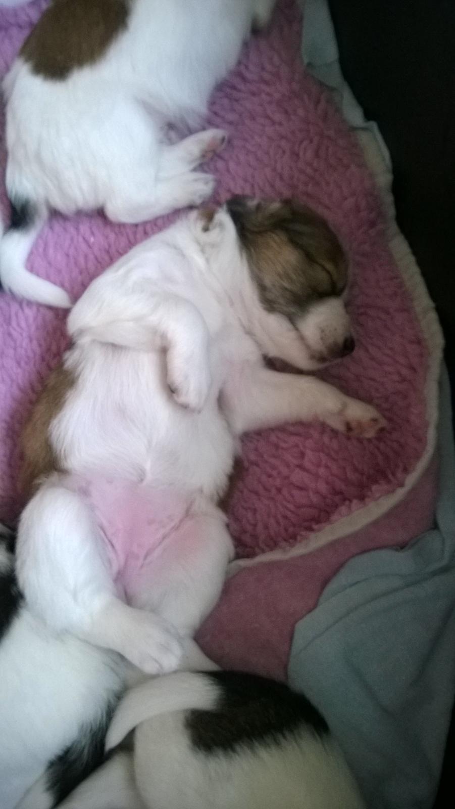 Kromfohrländer Ashia von der Kapuzineraue billede 5