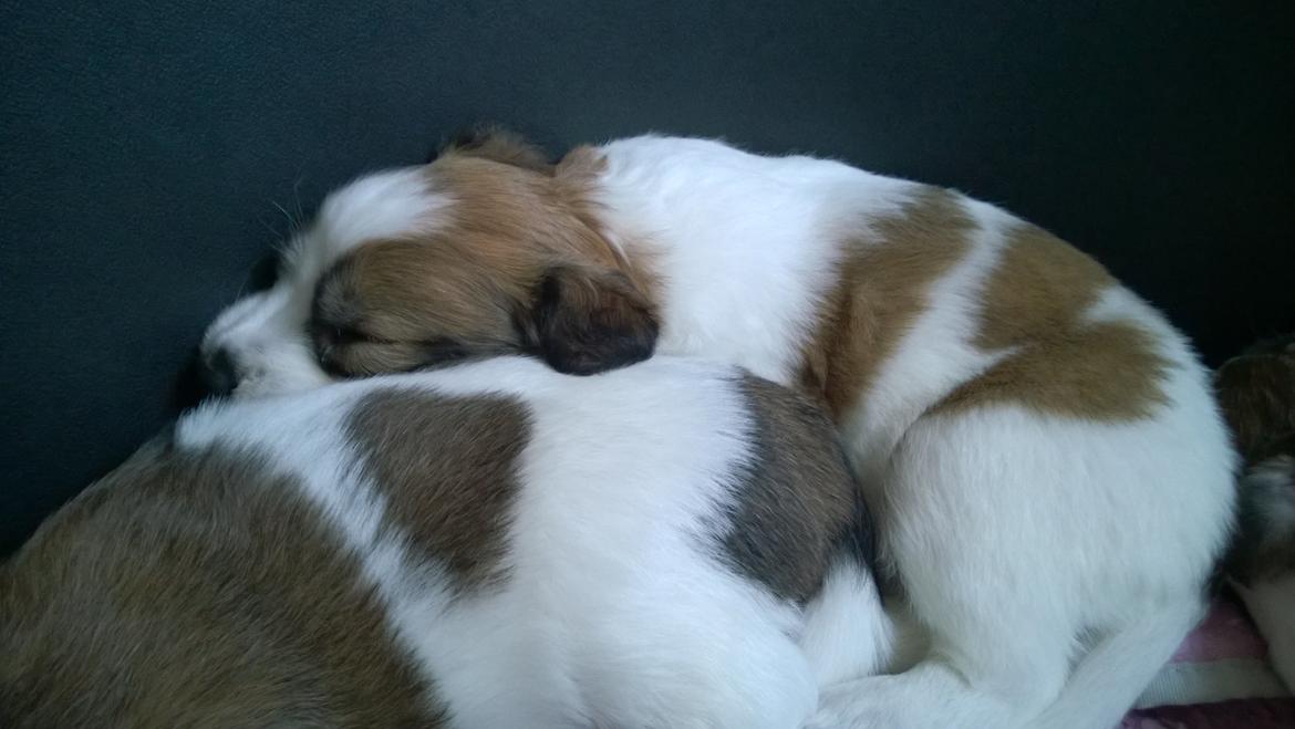 Kromfohrländer Ashia von der Kapuzineraue billede 6