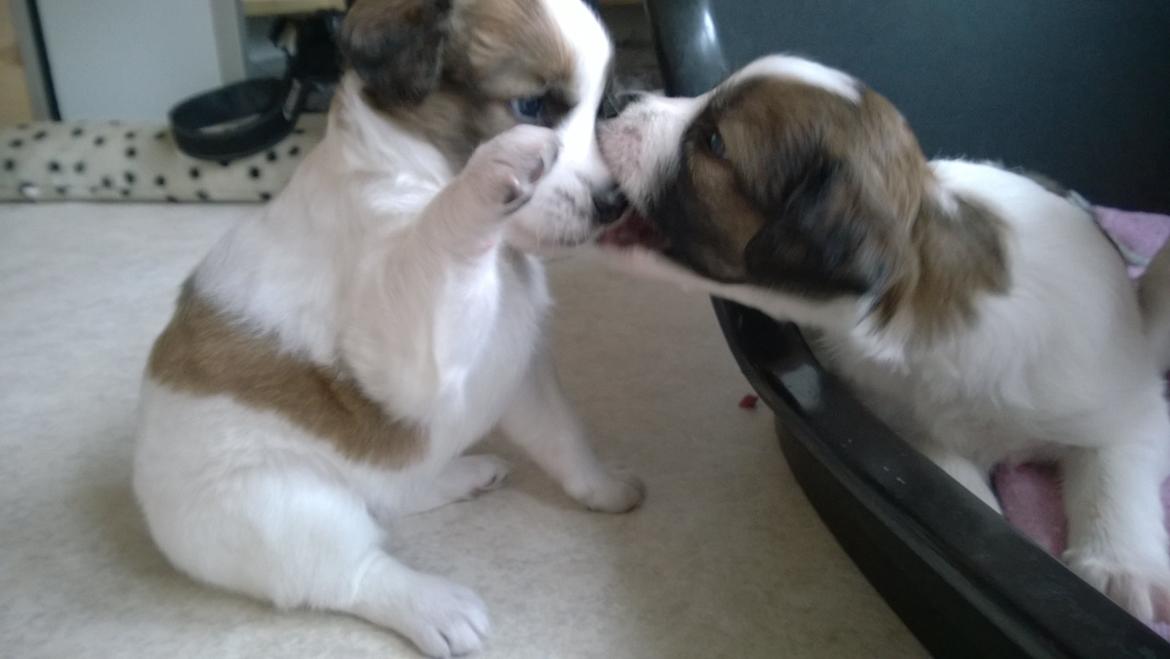 Kromfohrländer Ashia von der Kapuzineraue billede 7