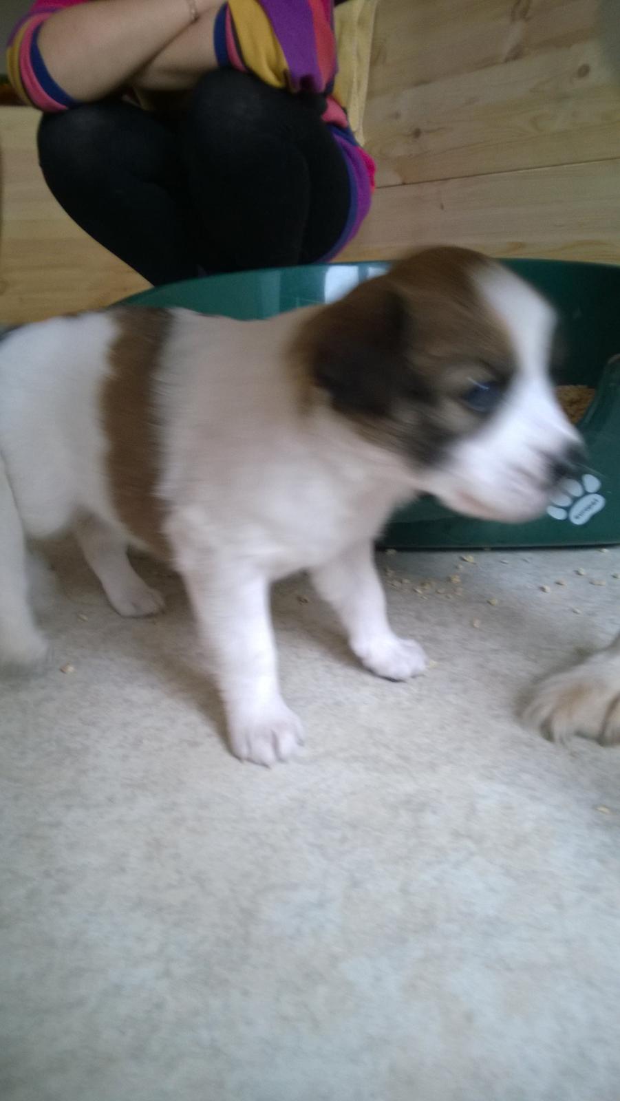 Kromfohrländer Ashia von der Kapuzineraue billede 8