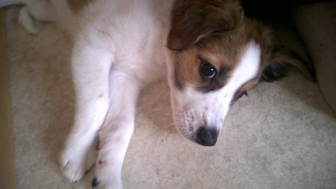 Kromfohrländer Ashia von der Kapuzineraue billede 9