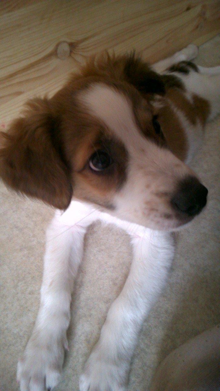 Kromfohrländer Ashia von der Kapuzineraue billede 10