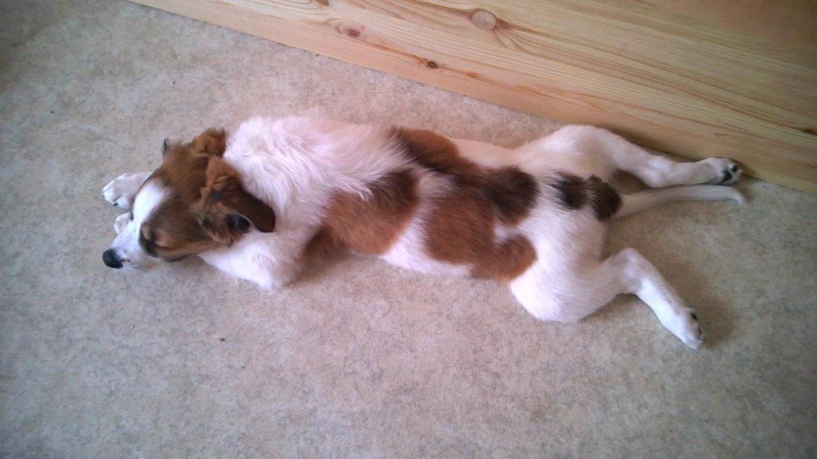 Kromfohrländer Ashia von der Kapuzineraue billede 11