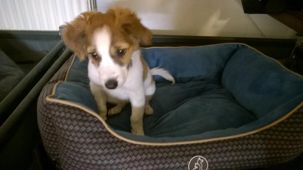 Kromfohrländer Ashia von der Kapuzineraue billede 12