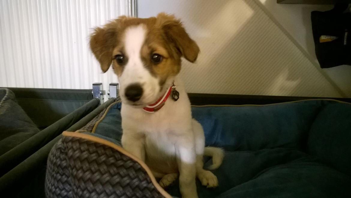 Kromfohrländer Ashia von der Kapuzineraue billede 13