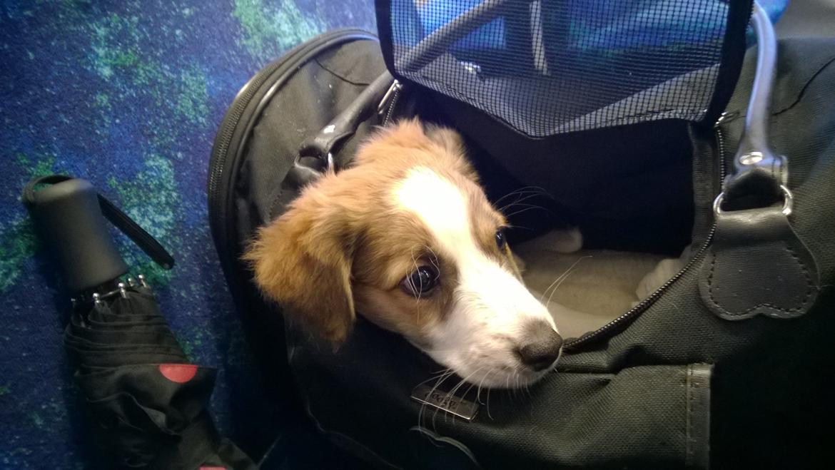 Kromfohrländer Ashia von der Kapuzineraue billede 14