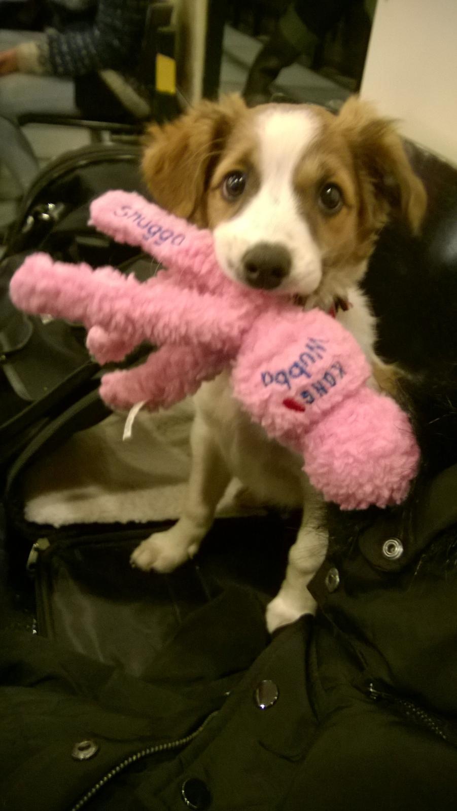 Kromfohrländer Ashia von der Kapuzineraue billede 16