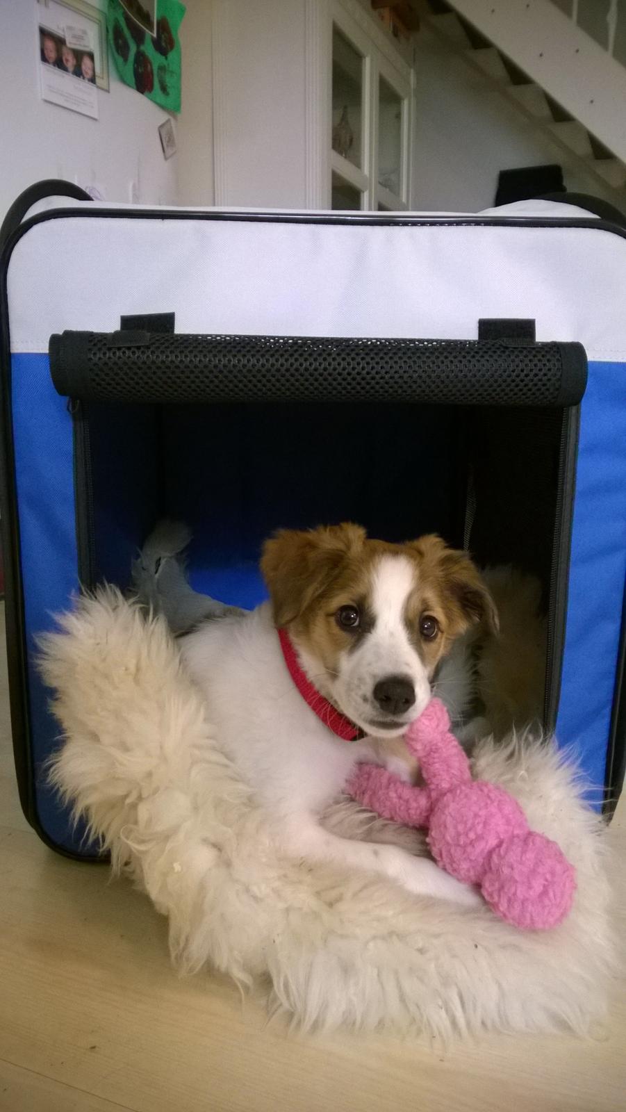 Kromfohrländer Ashia von der Kapuzineraue billede 17