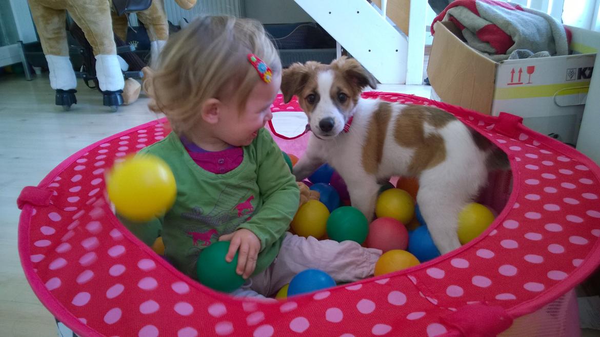 Kromfohrländer Ashia von der Kapuzineraue billede 18