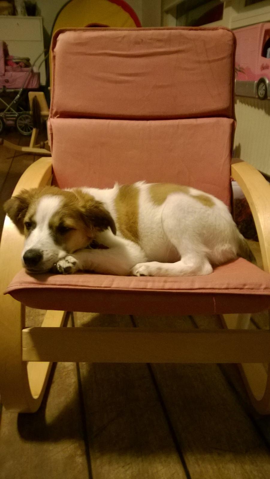 Kromfohrländer Ashia von der Kapuzineraue billede 19