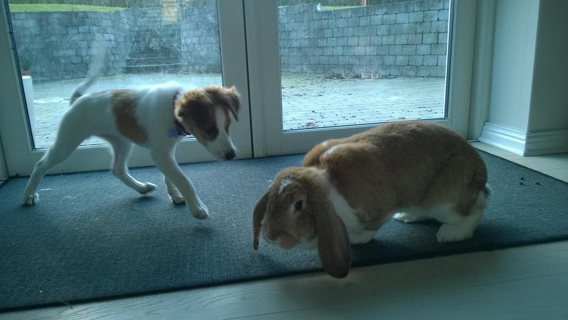 Kromfohrländer Ashia von der Kapuzineraue billede 20