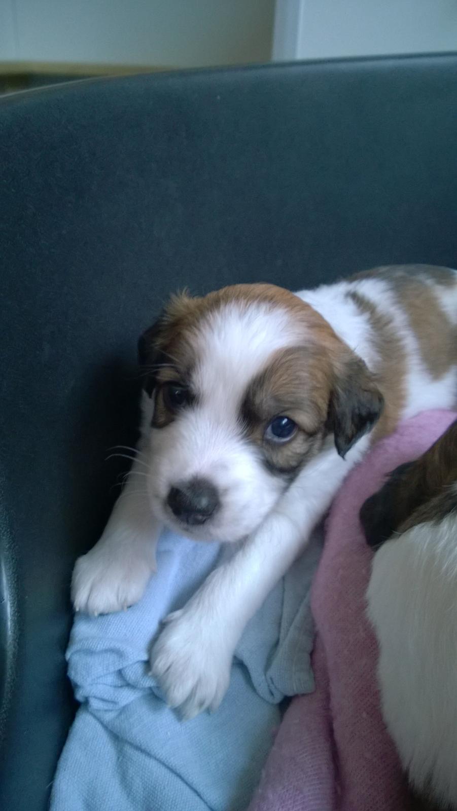 Kromfohrländer Ashia von der Kapuzineraue billede 4