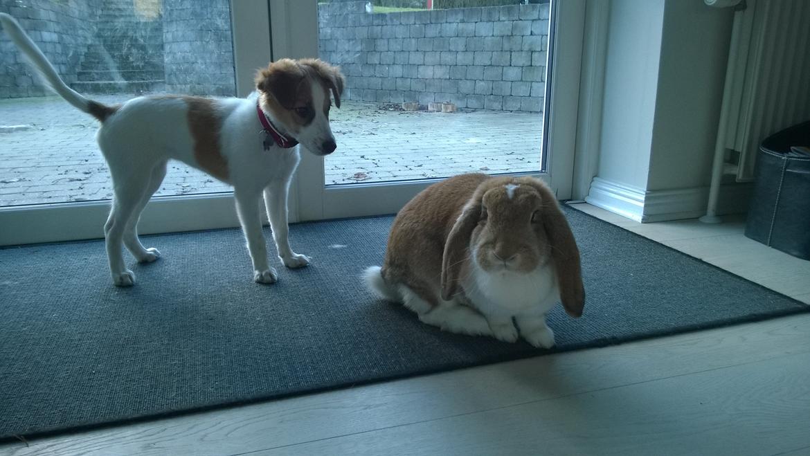 Kromfohrländer Ashia von der Kapuzineraue billede 21