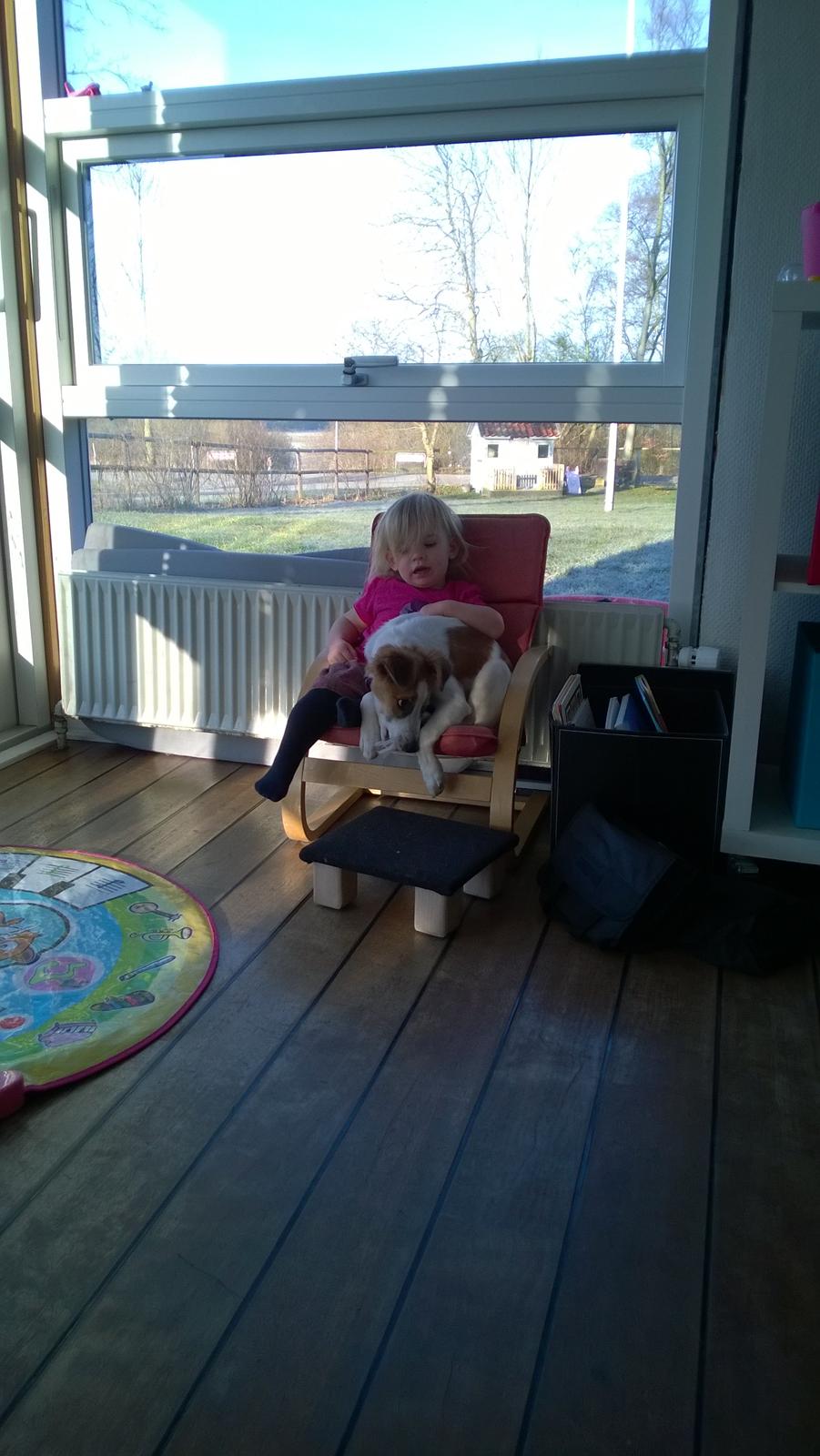 Kromfohrländer Ashia von der Kapuzineraue billede 22