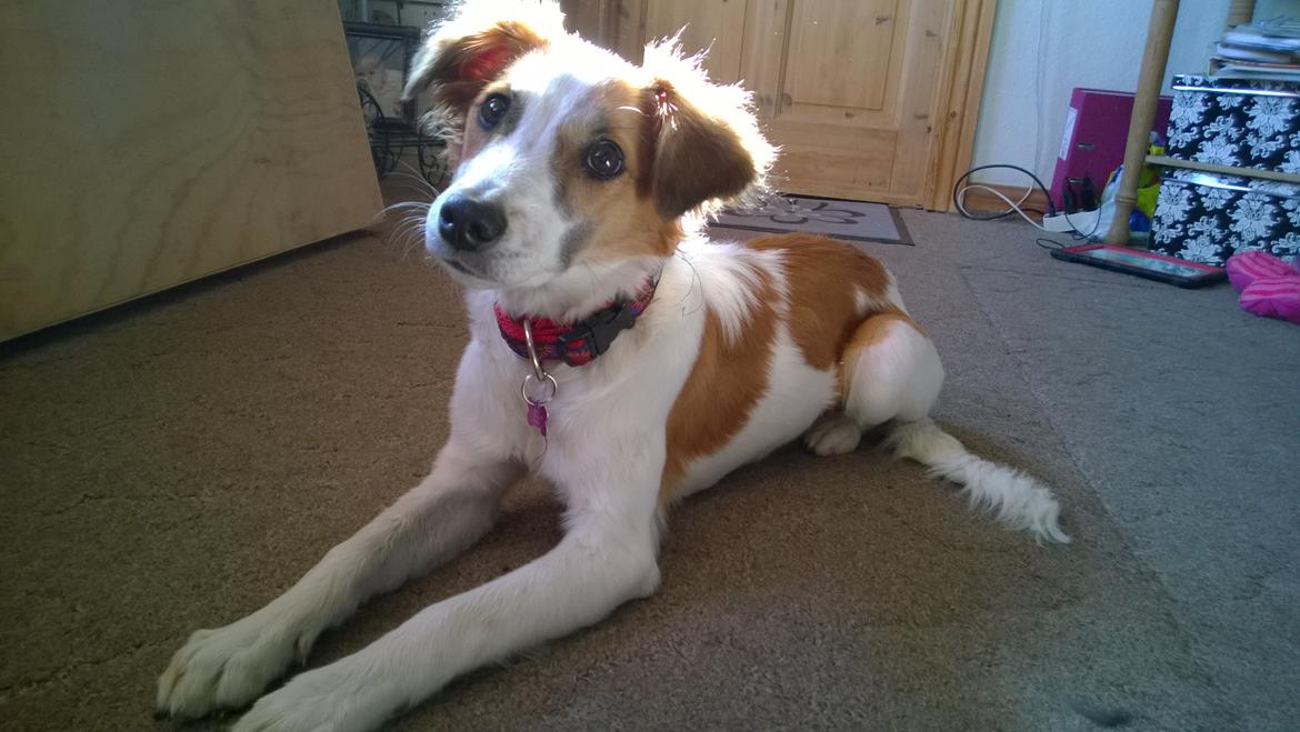 Kromfohrländer Ashia von der Kapuzineraue billede 24