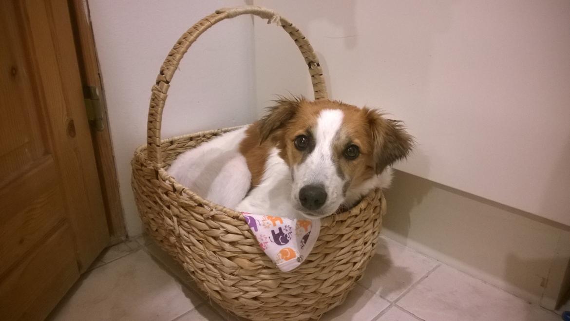 Kromfohrländer Ashia von der Kapuzineraue billede 25