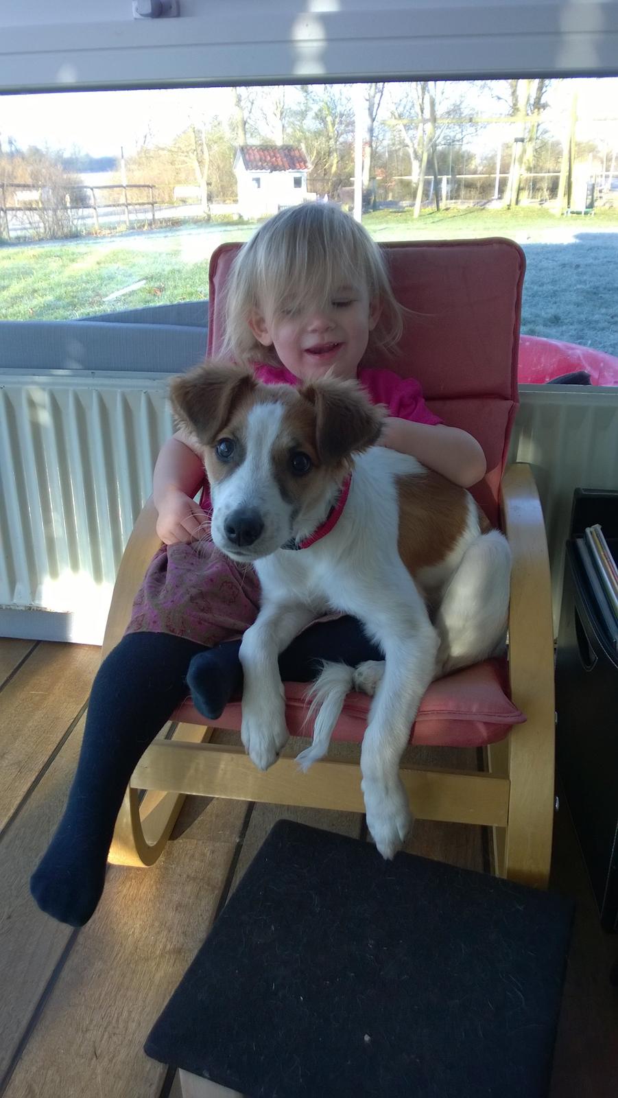 Kromfohrländer Ashia von der Kapuzineraue billede 23