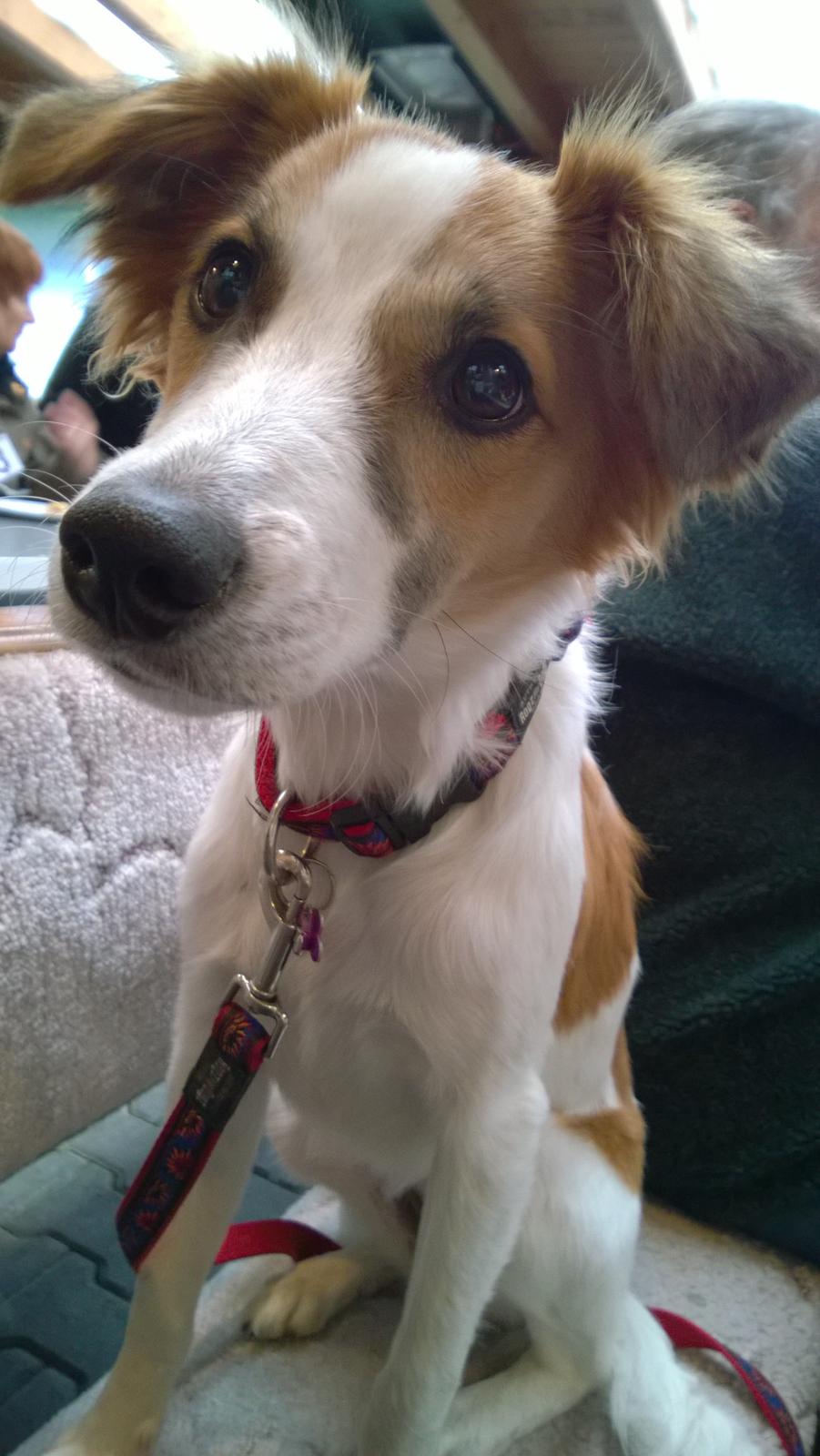 Kromfohrländer Ashia von der Kapuzineraue billede 27