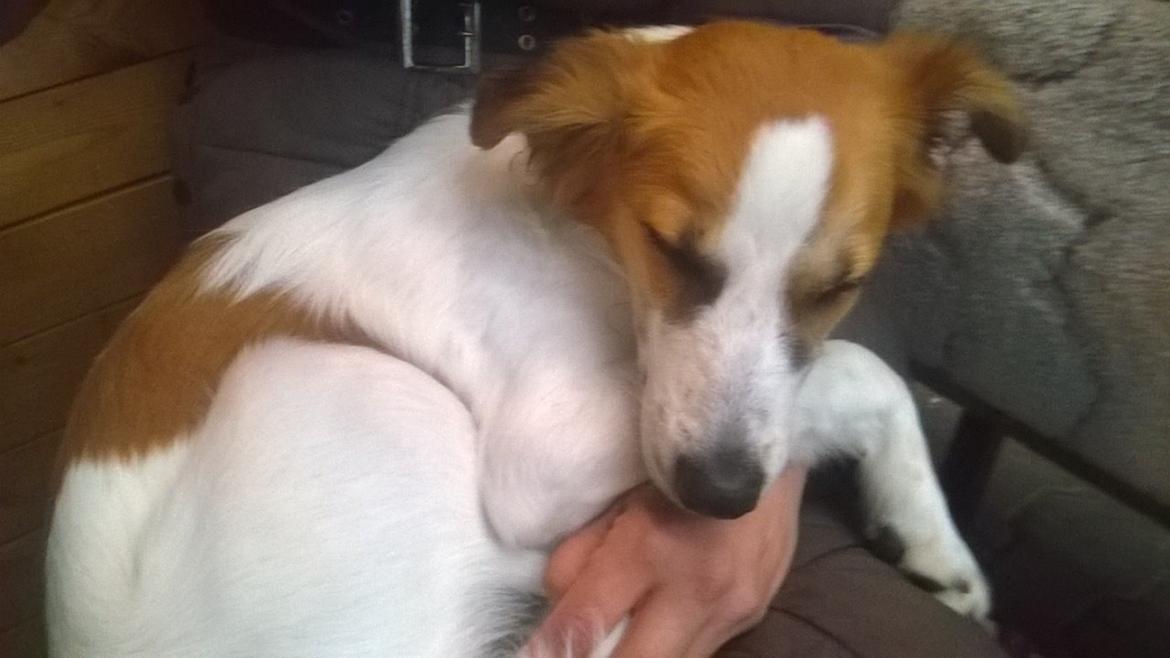 Kromfohrländer Ashia von der Kapuzineraue billede 26